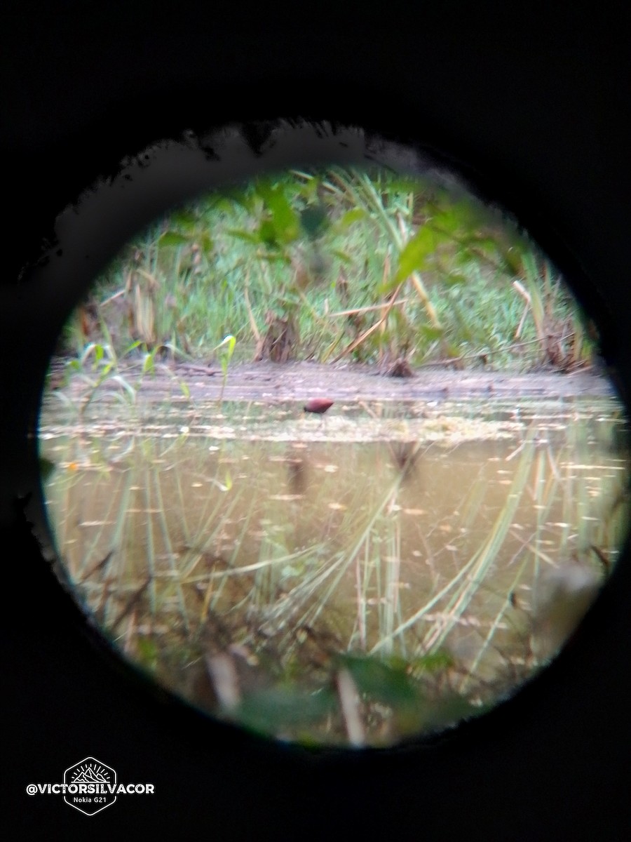 Wattled Jacana - ML623804619