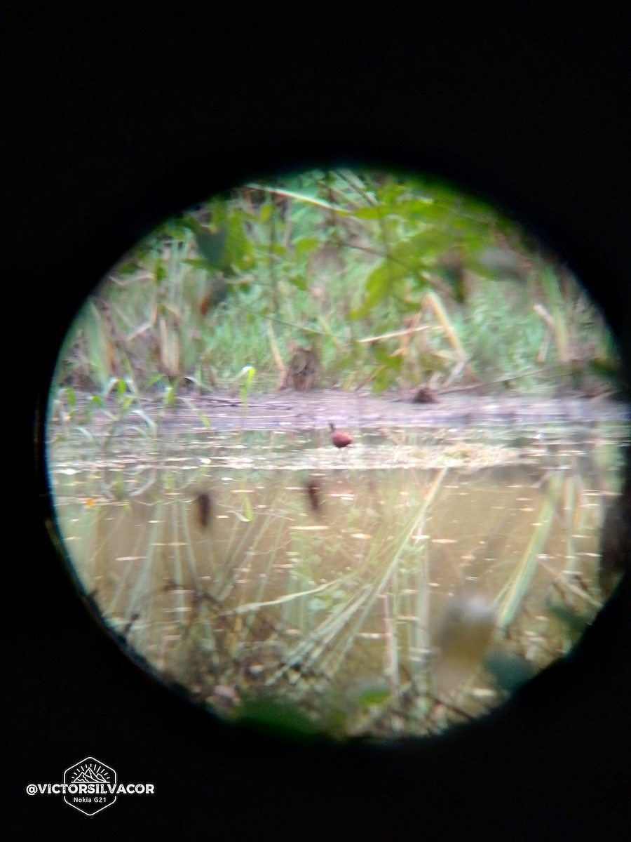 Wattled Jacana - ML623804622