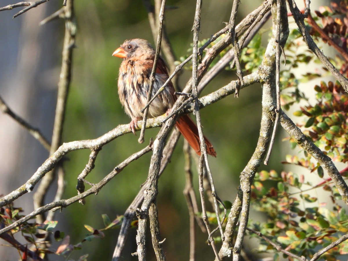 Northern Cardinal - ML623804624