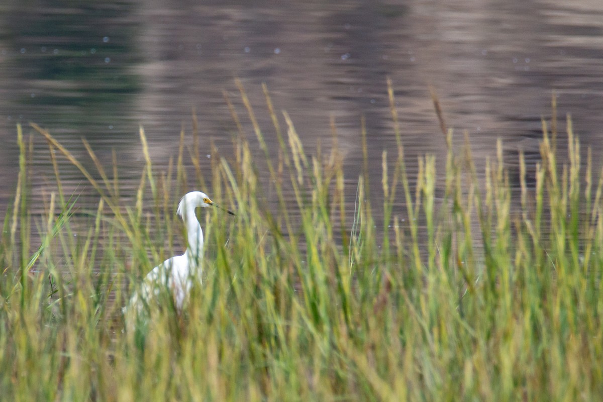 Snowy Egret - ML623804632