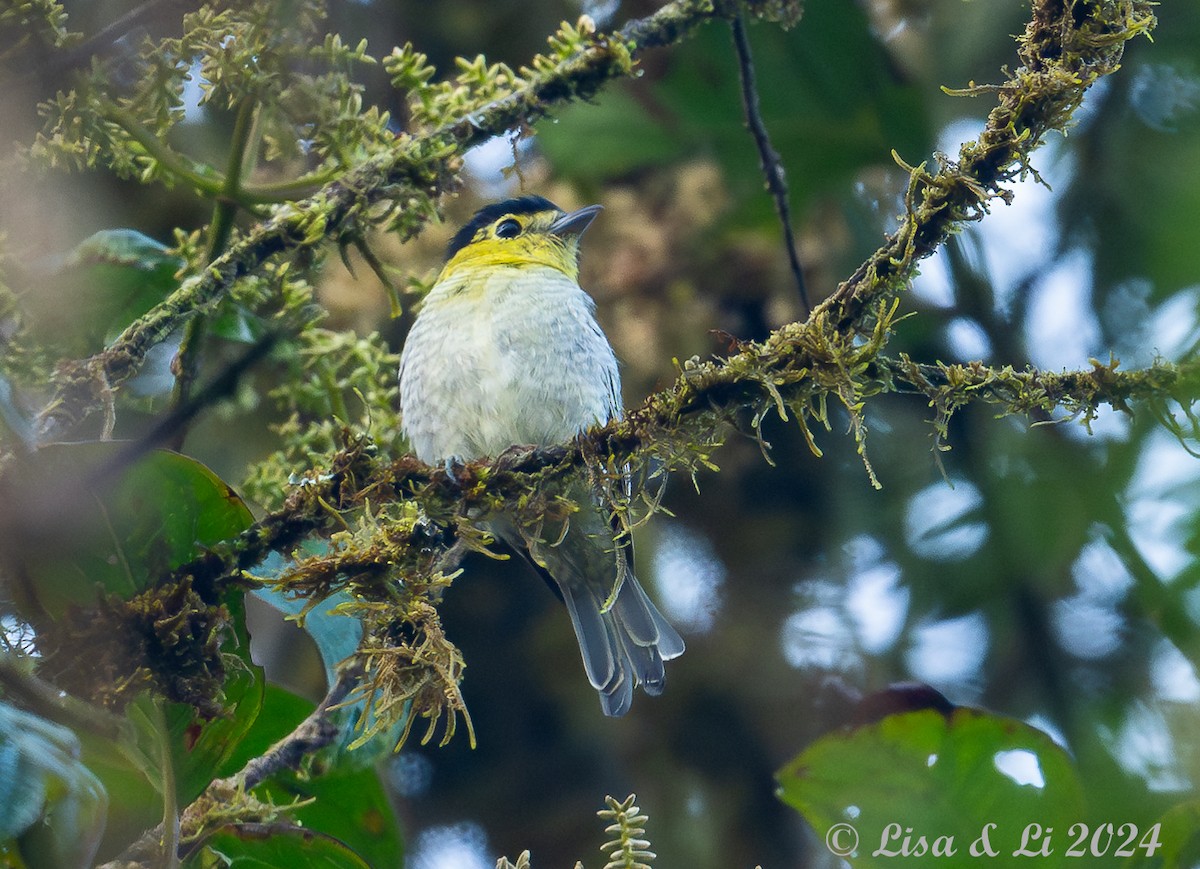 Barred Becard - ML623804638