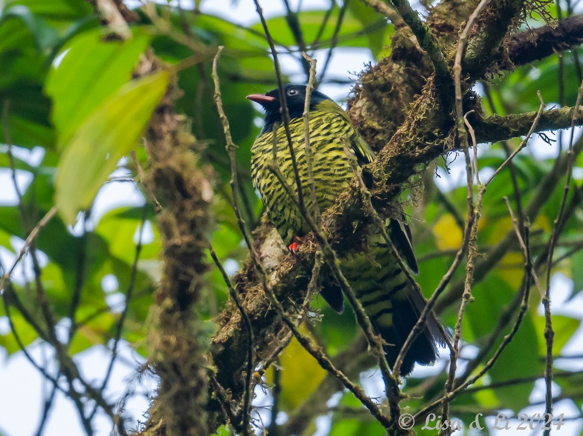 Barred Fruiteater - Lisa & Li Li