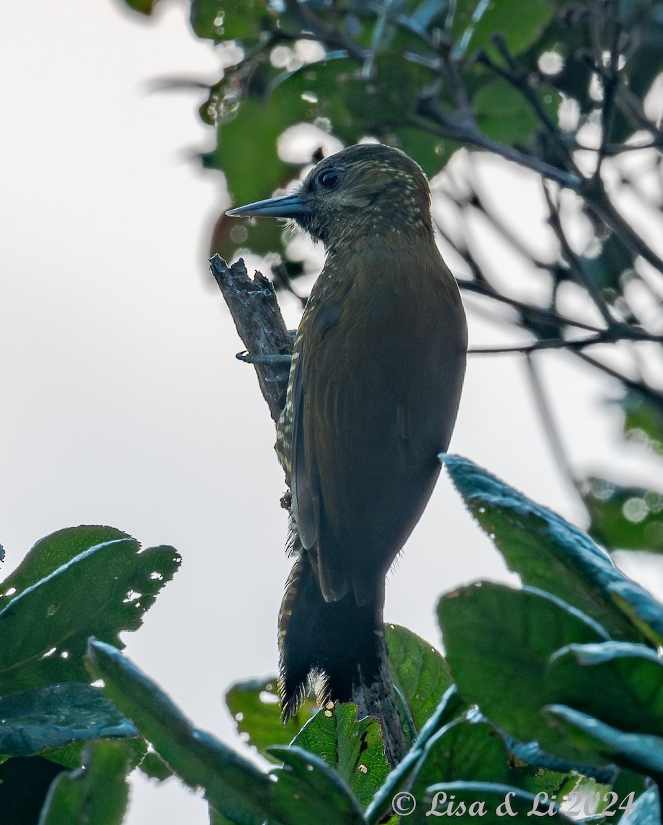 Bar-bellied Woodpecker - ML623804645