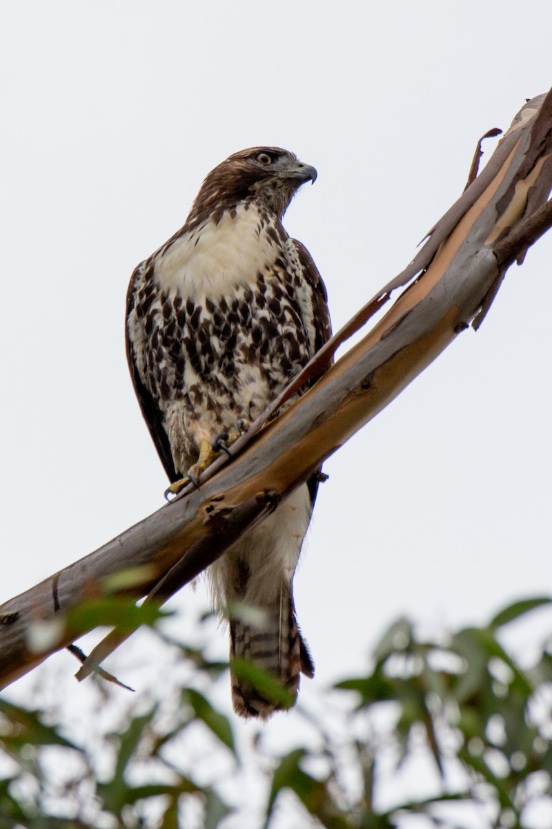 Red-tailed Hawk - ML623804658