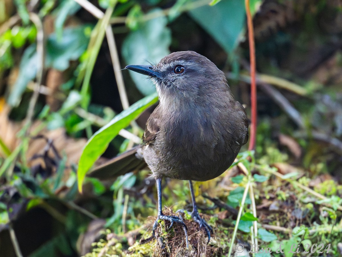 Smoky Bush-Tyrant - ML623804665