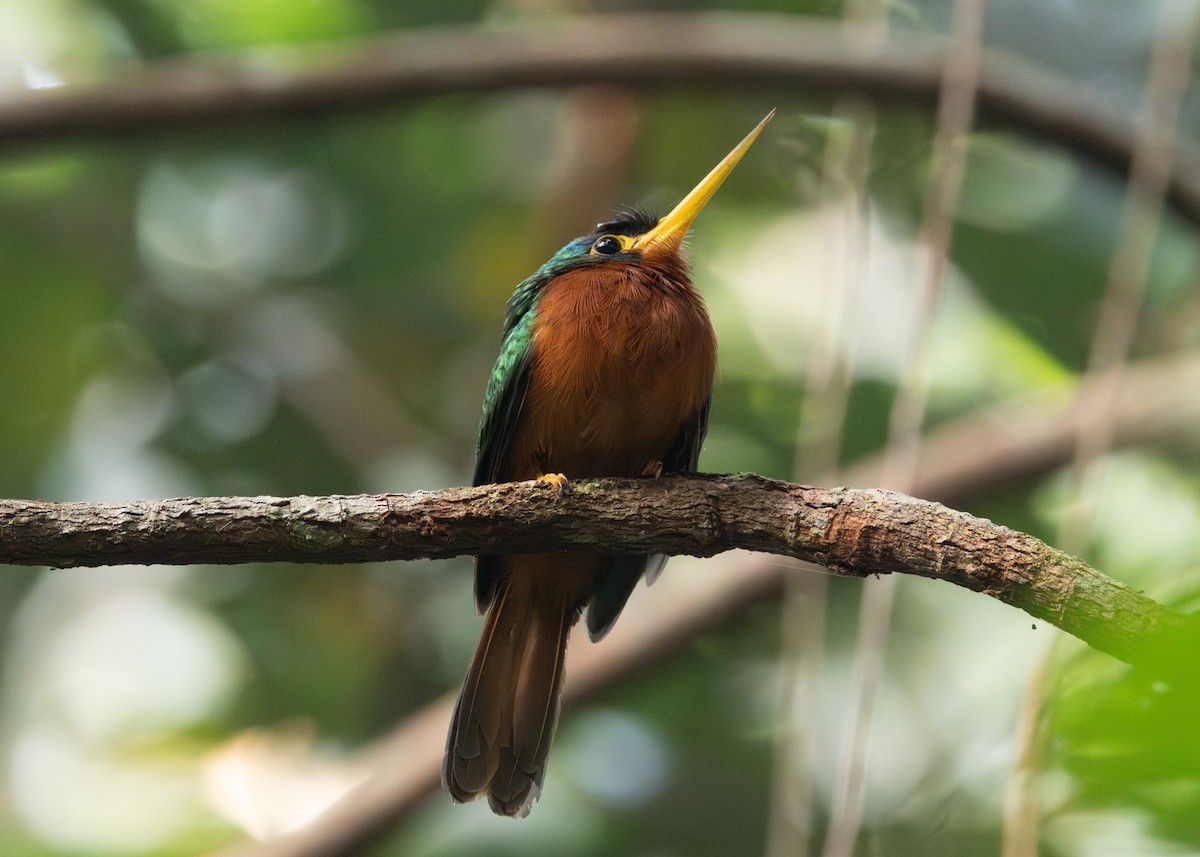 Blue-cheeked Jacamar - ML623804670