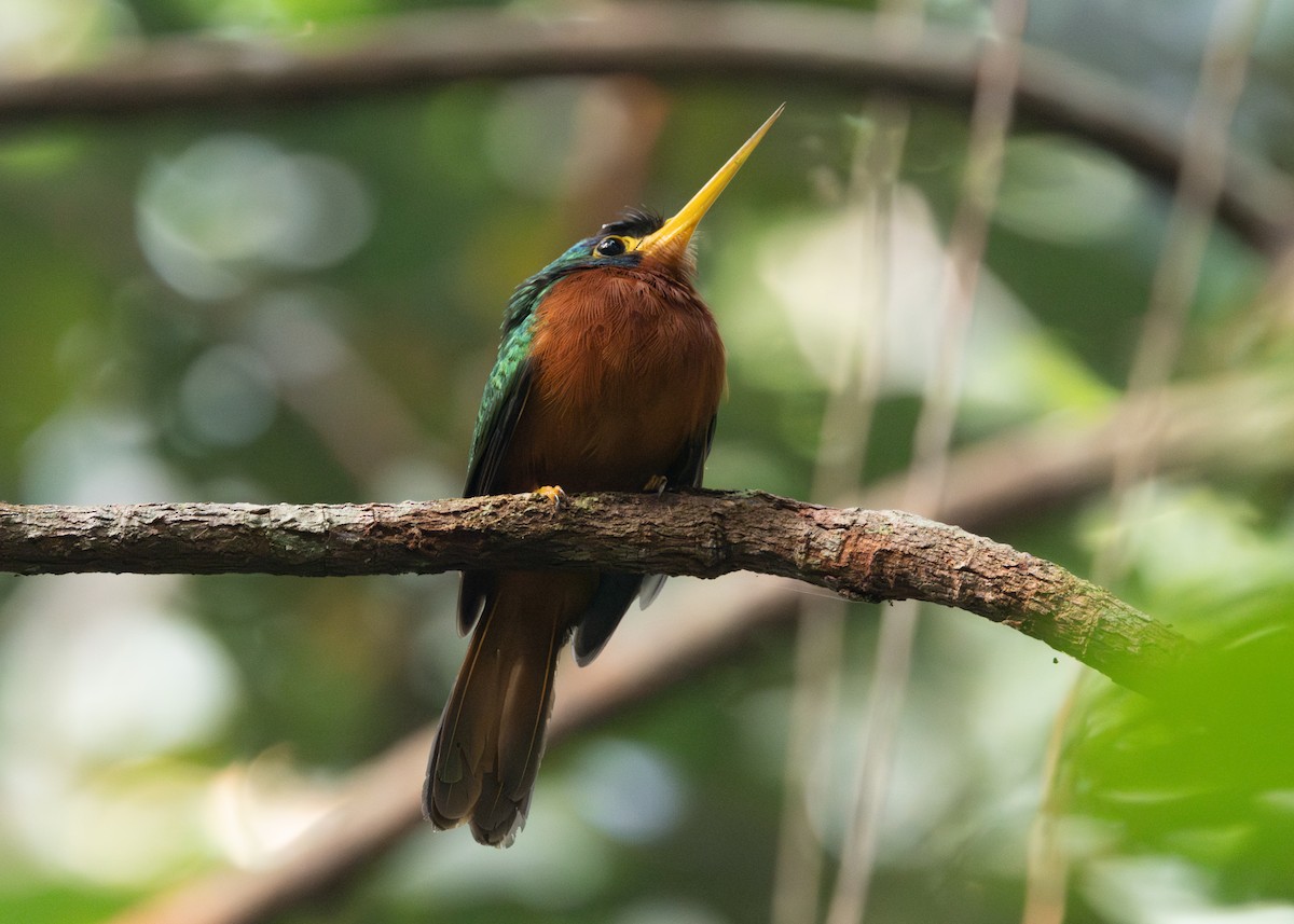 Blue-cheeked Jacamar - Silvia Faustino Linhares