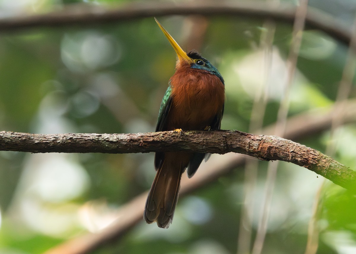 Blue-cheeked Jacamar - ML623804672