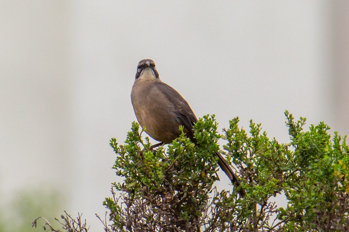 California Thrasher - Christina Kidd