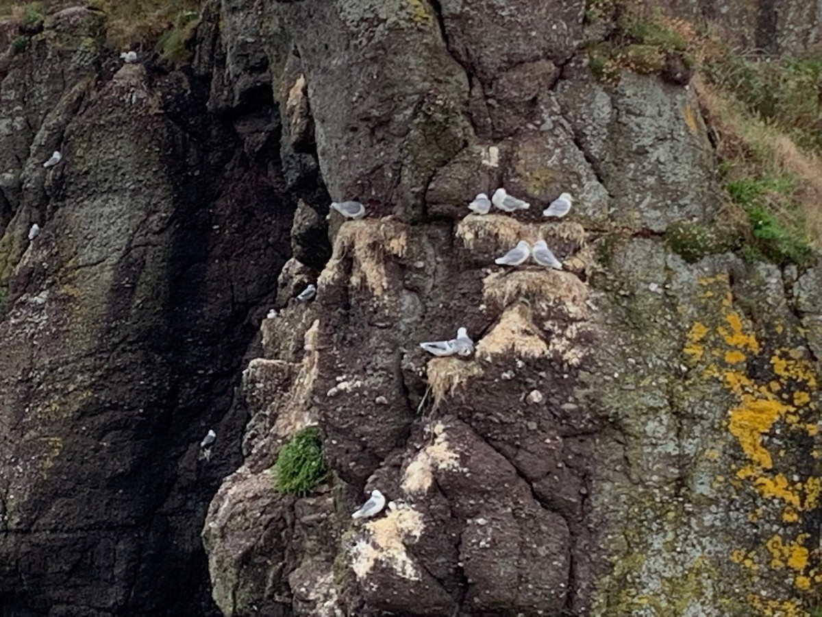 Black-legged Kittiwake - ML623804701