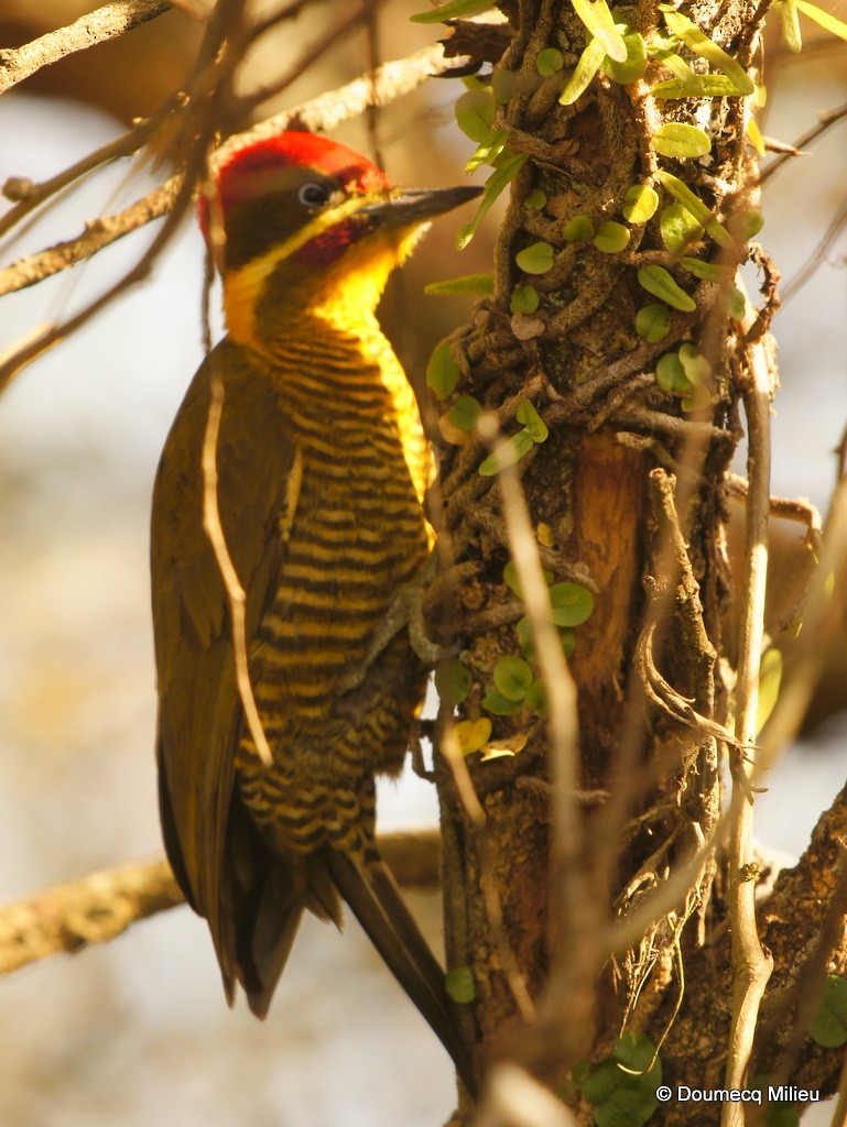 Carpintero Verdiamarillo - ML62380471