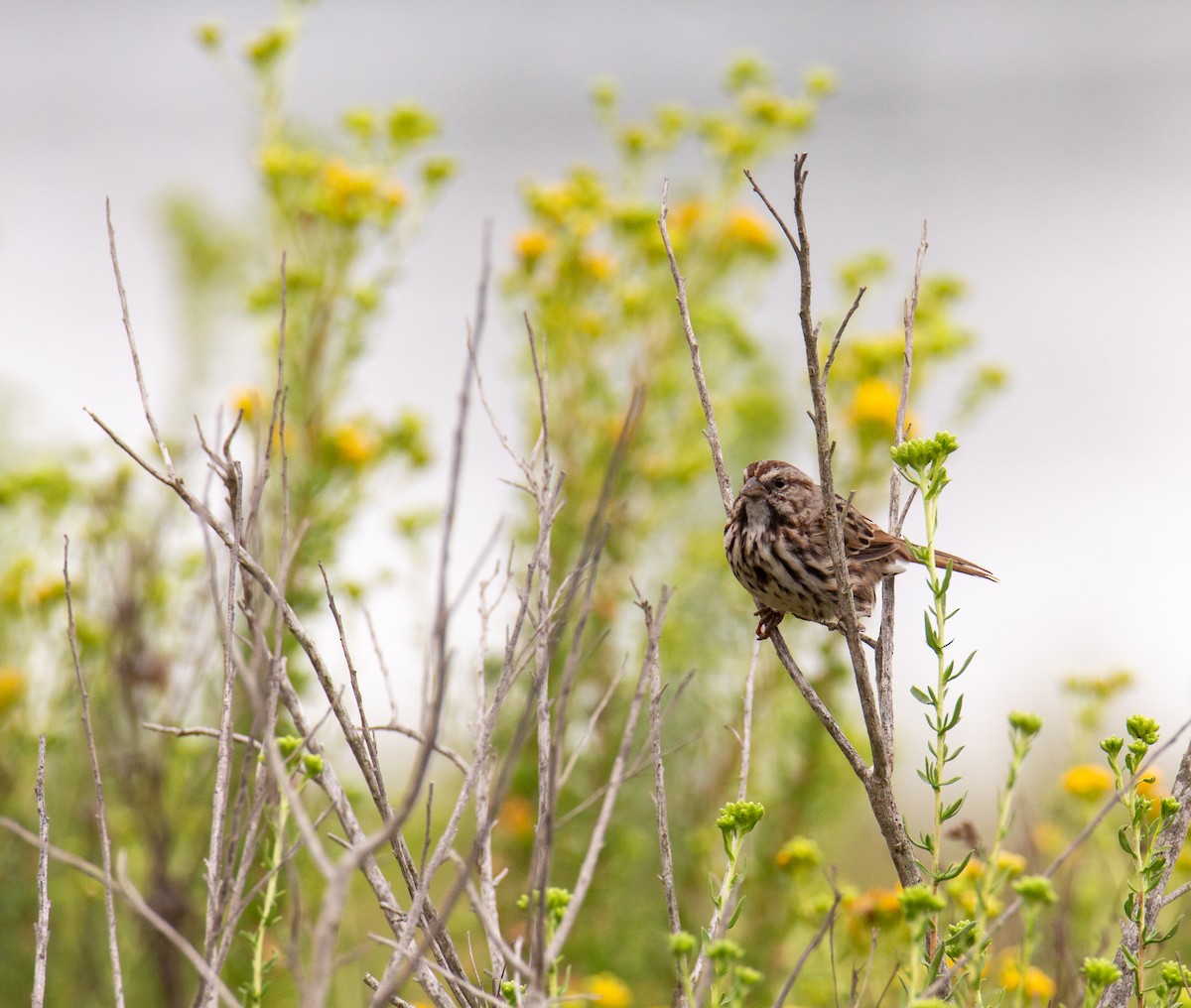 Song Sparrow - Christina Kidd