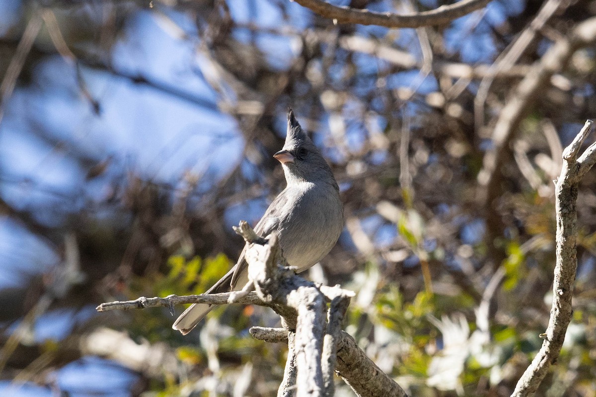 Gray-crested Finch - ML623804721