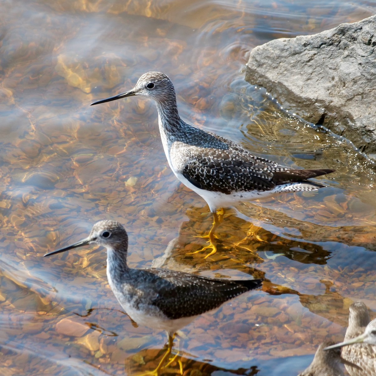 Greater Yellowlegs - ML623804740