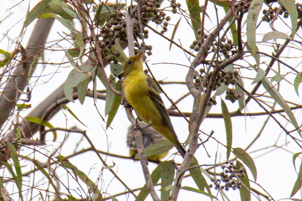 Western Tanager - ML623804751