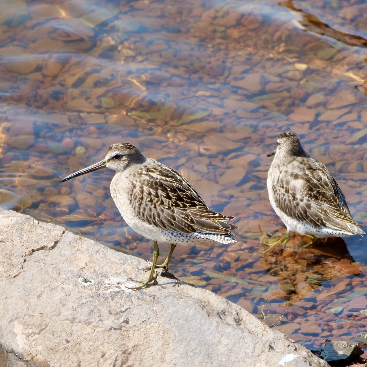 Short-billed Dowitcher - ML623804755