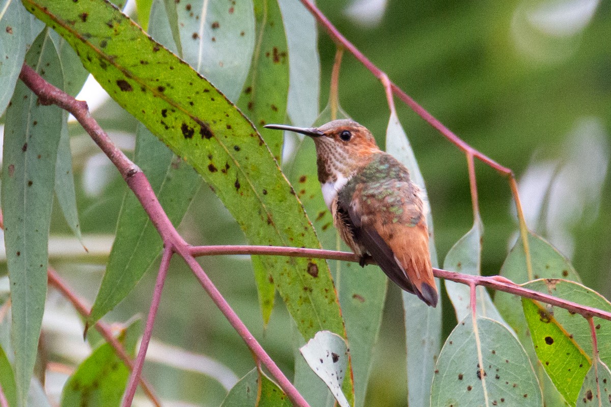 Allen's Hummingbird - ML623804765