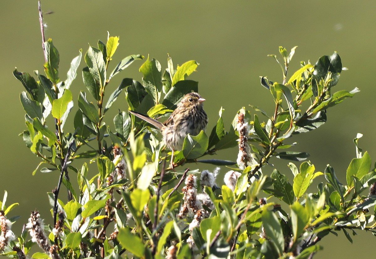 Savannah Sparrow - ML623804810