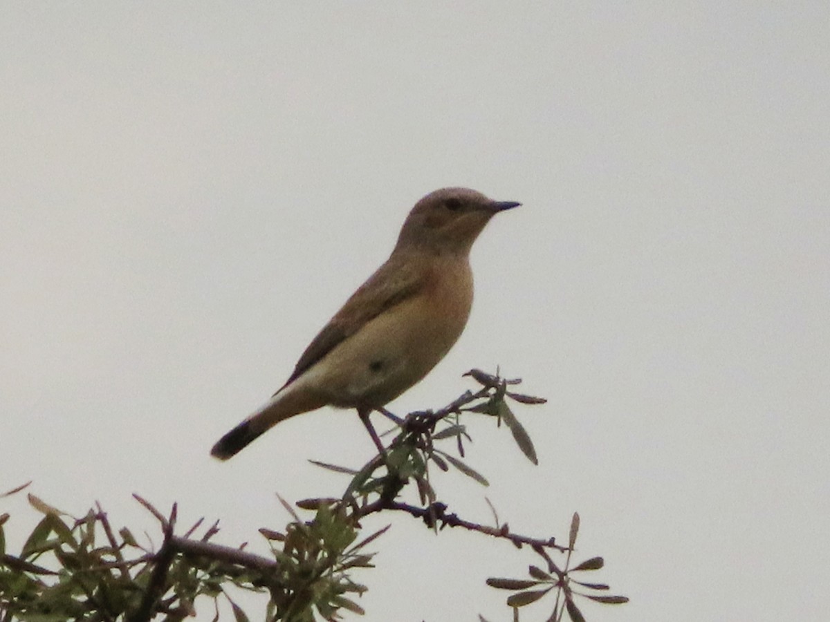 Finsch's Wheatear - ML623804812