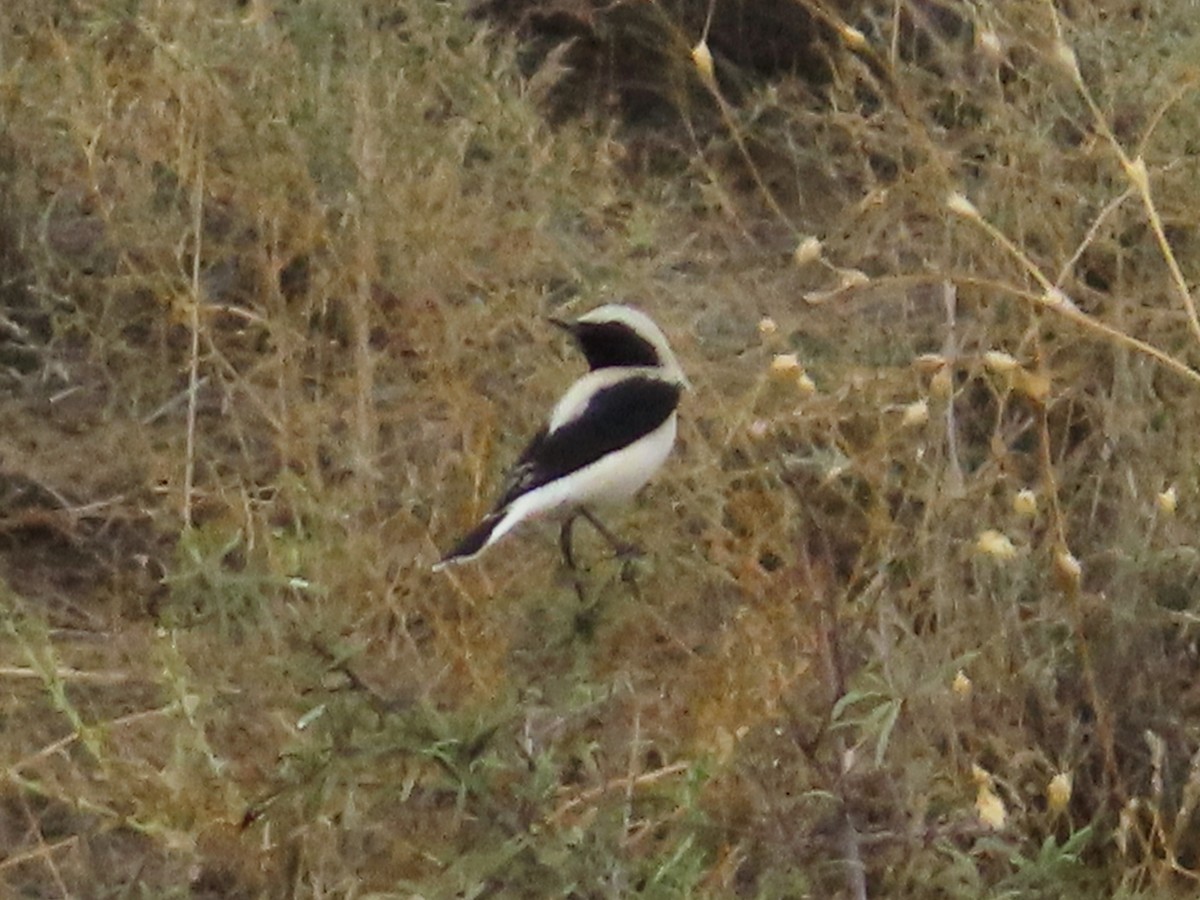 Finsch's Wheatear - ML623804814