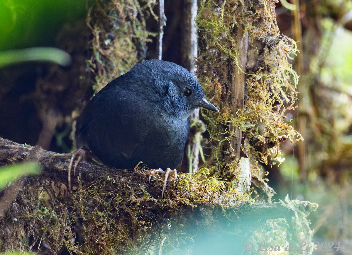 Tschudi's Tapaculo - ML623804825