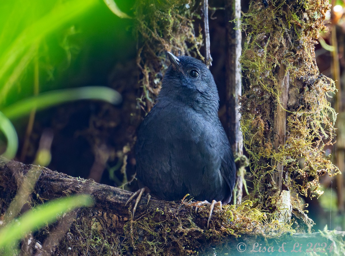 Tschudi's Tapaculo - ML623804826