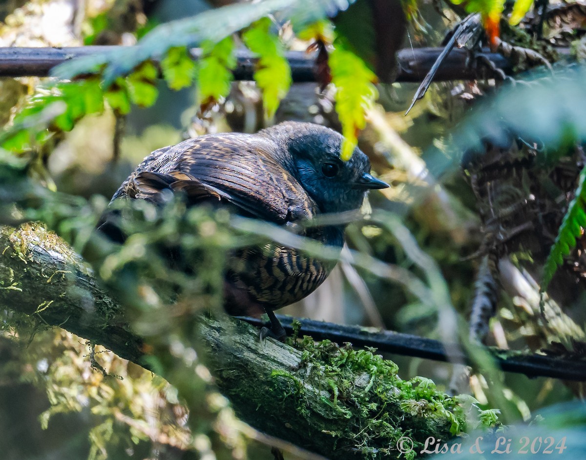 Tschudi's Tapaculo - ML623804835