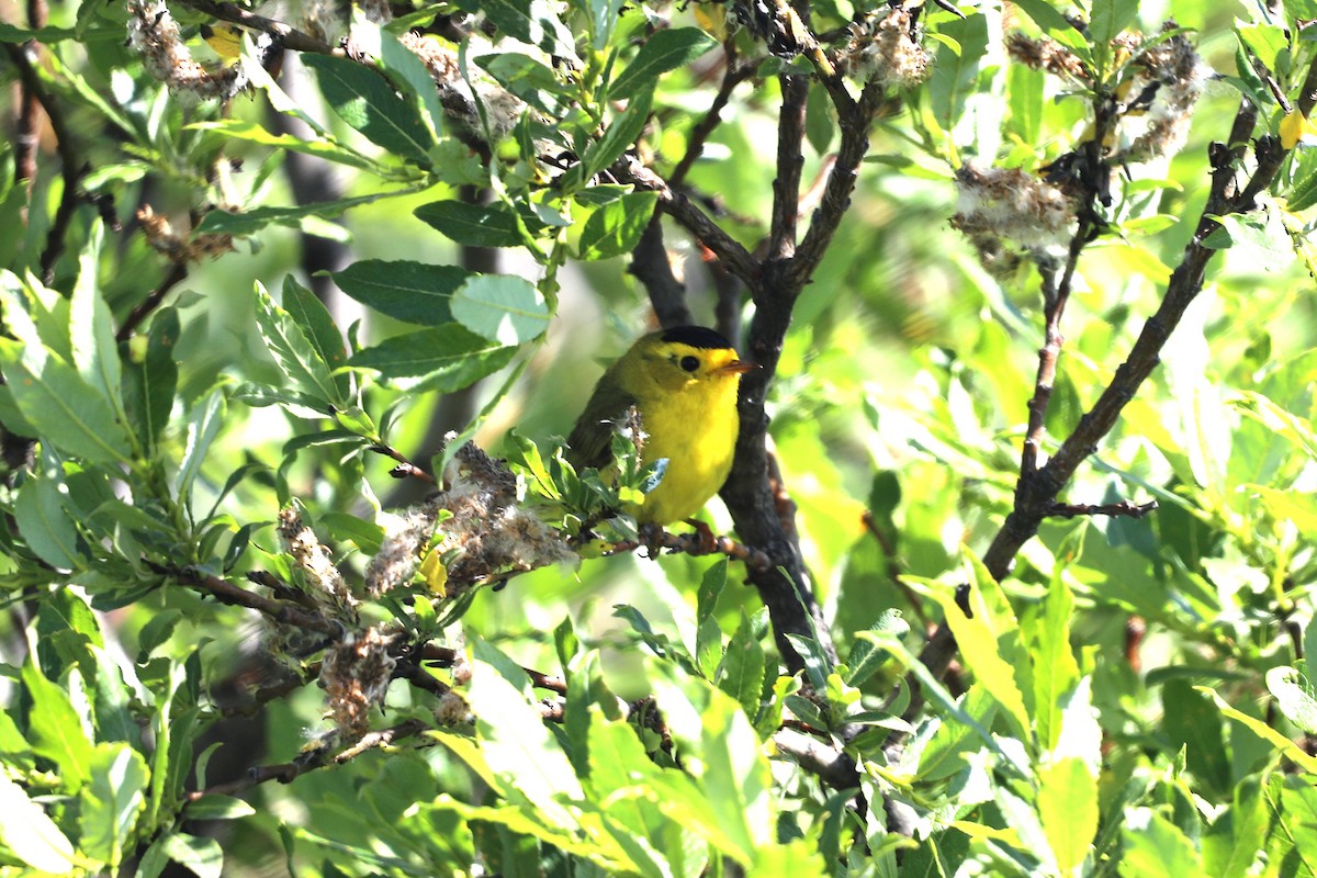 Wilson's Warbler - ML623804842