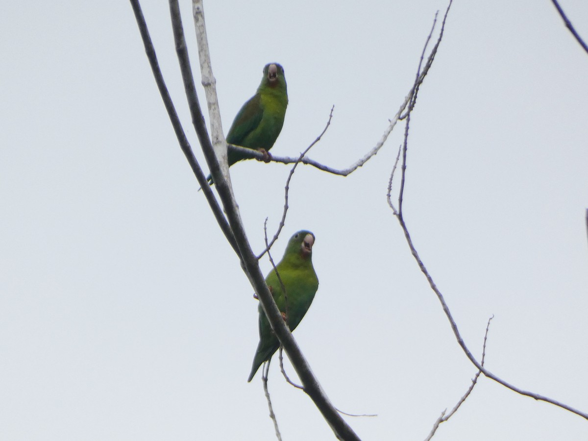 Orange-chinned Parakeet - ML623804868