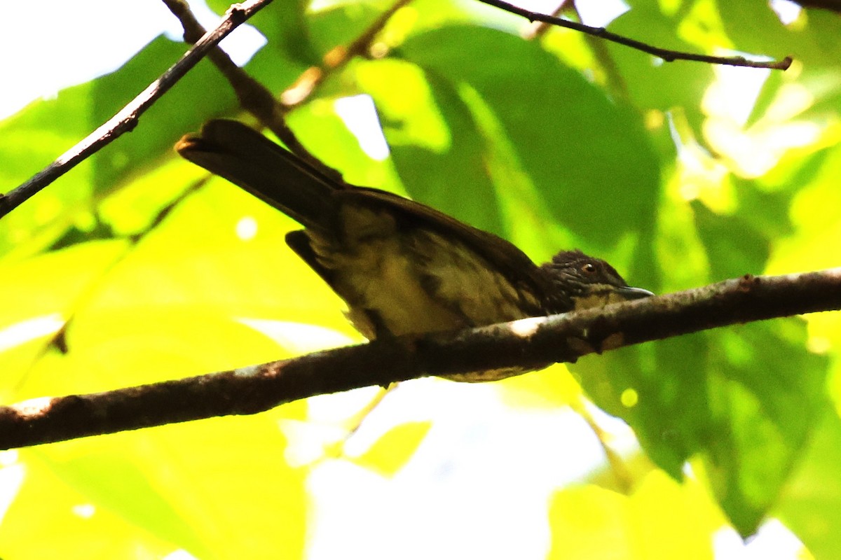 Cream-striped Bulbul - Mei-Luan Wang