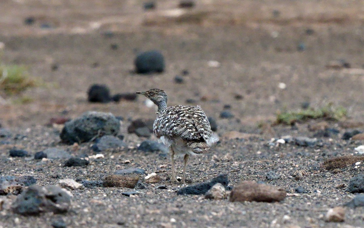 Houbara basoiloa (Kanariar uharteetakoa) - ML623804931