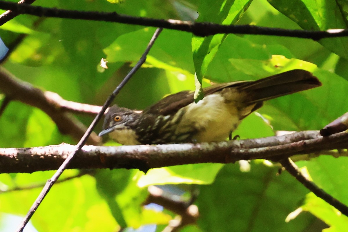 Cream-striped Bulbul - Mei-Luan Wang