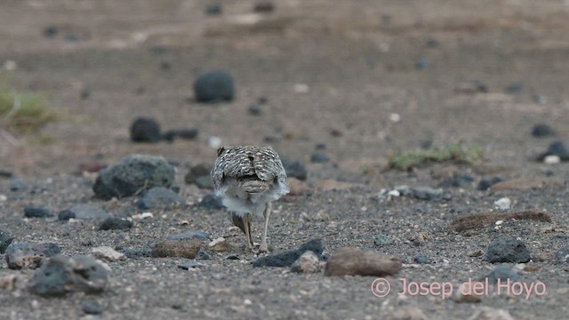 Houbara Bustard (Canary Is.) - ML623804942