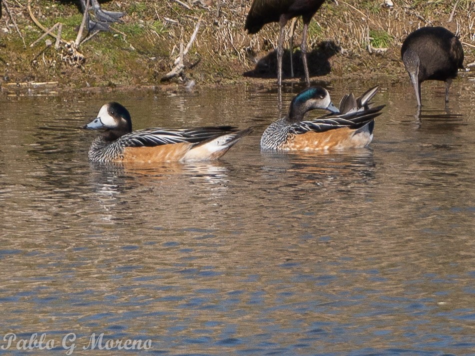 Chiloe Wigeon - Pablo Moreno