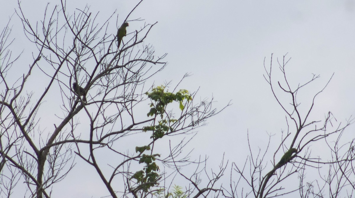 Orange-fronted Parakeet - ML623804946