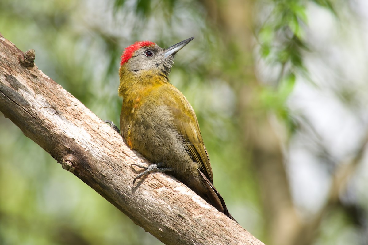 Olive Woodpecker - ML623804979