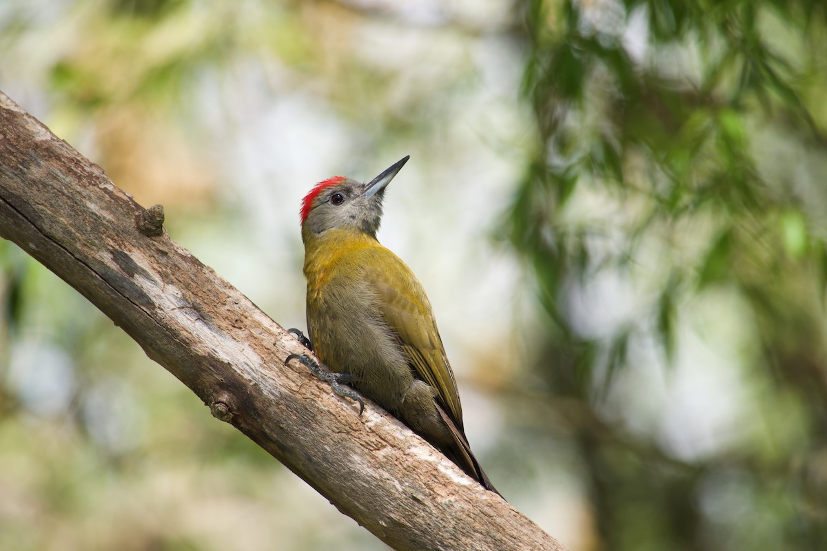 Olive Woodpecker - ML623804980