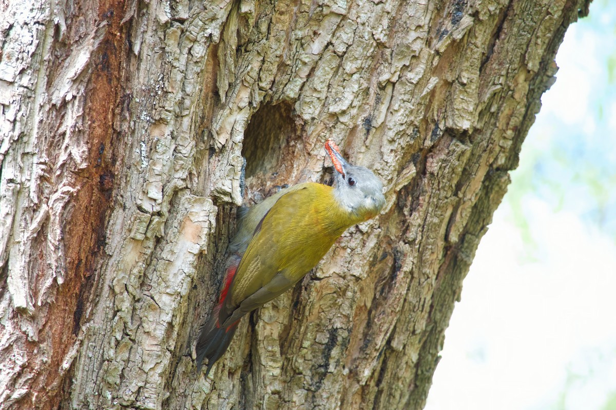 Olive Woodpecker - ML623804983