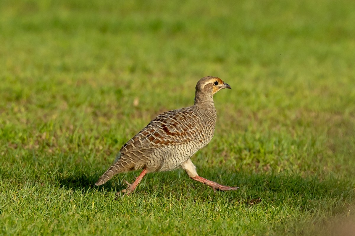 Gray Francolin - ML623804984