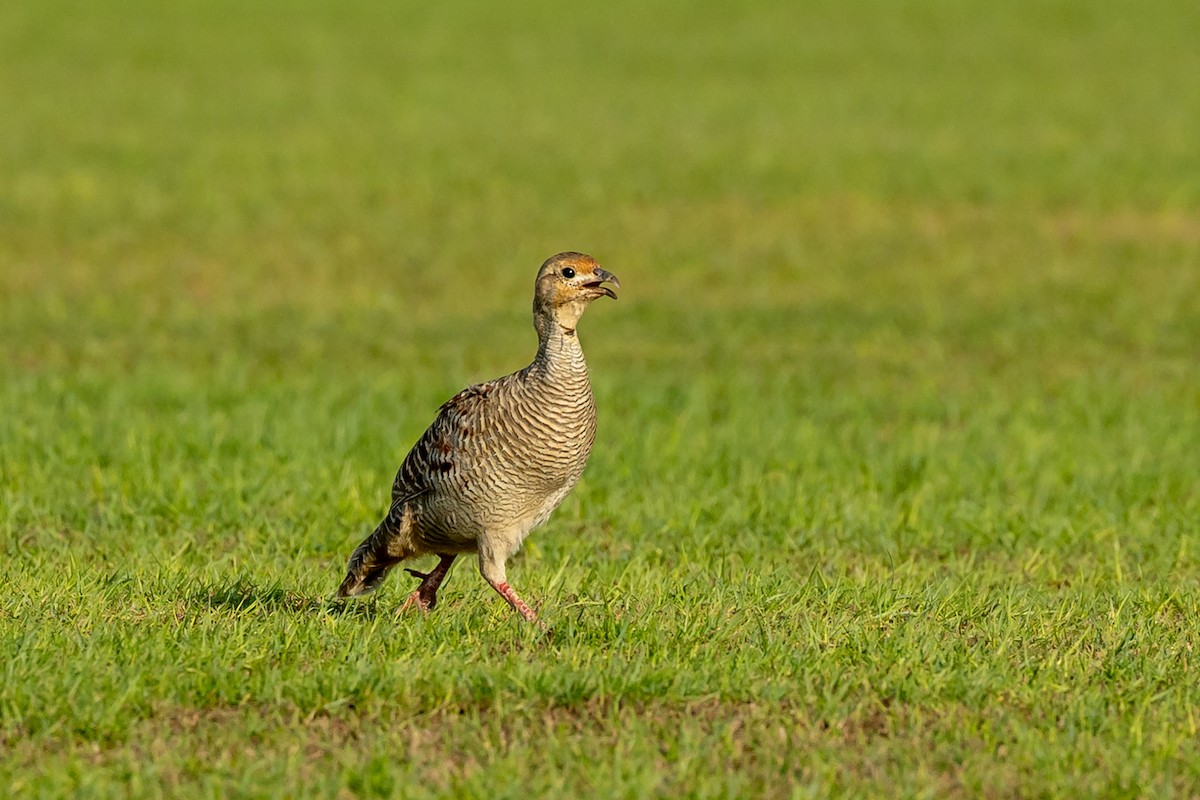 Gray Francolin - ML623804985