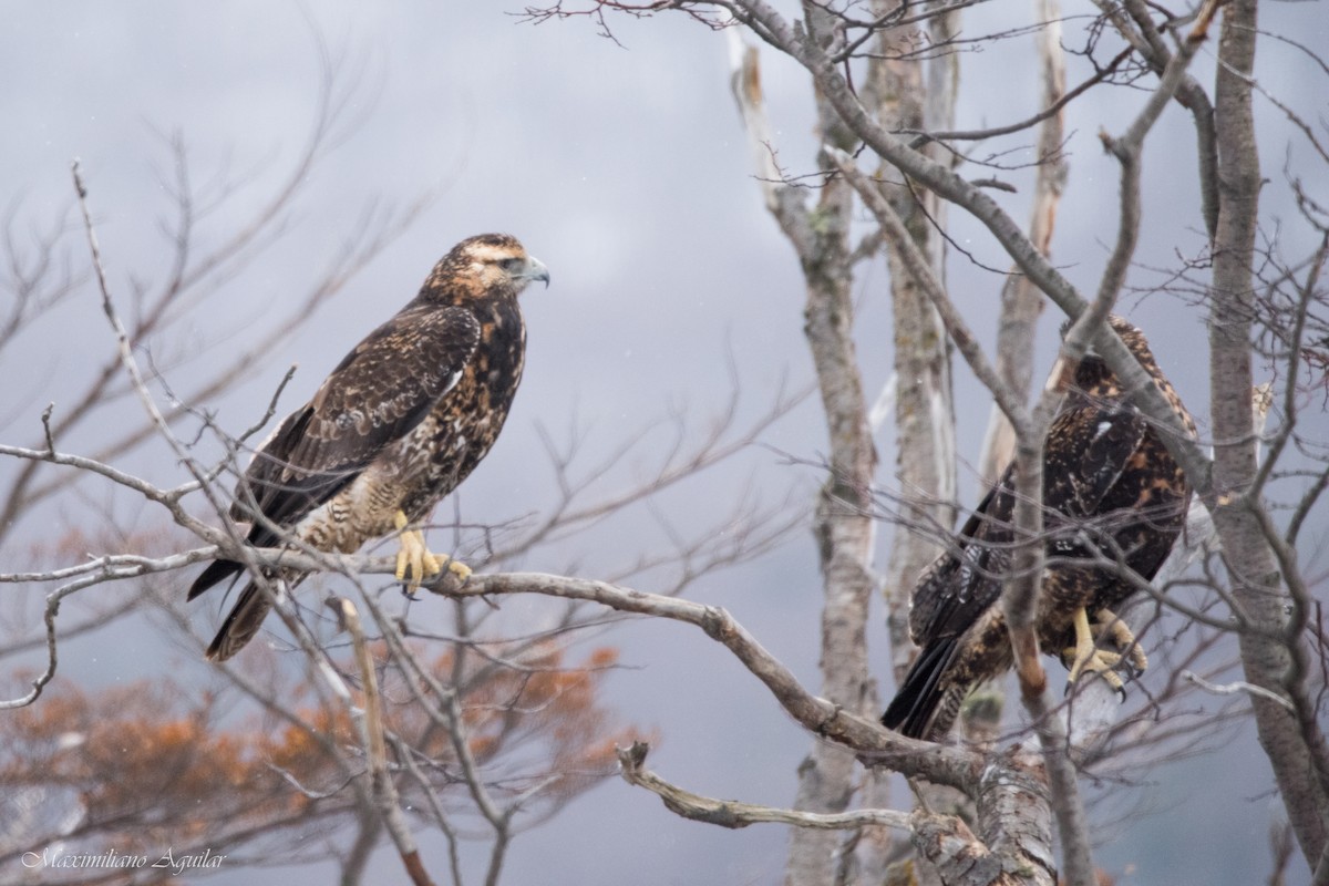 Black-chested Buzzard-Eagle - ML623805020