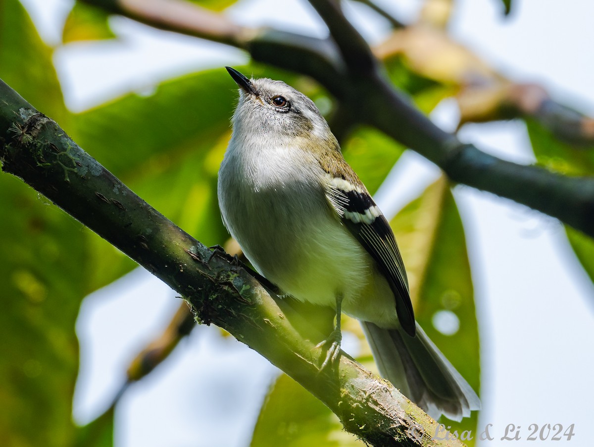 White-banded Tyrannulet - ML623805077