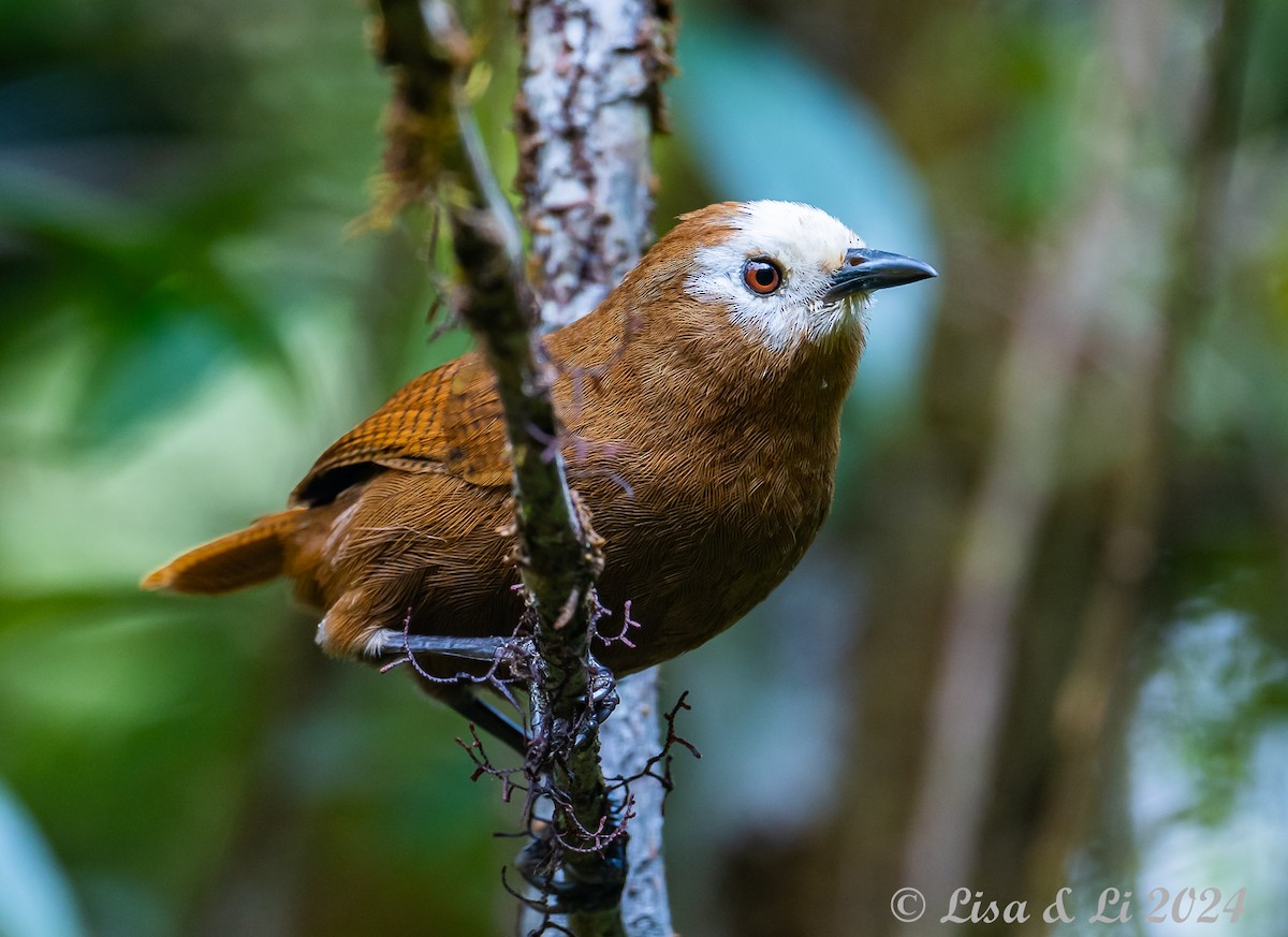 Peruvian Wren - Lisa & Li Li