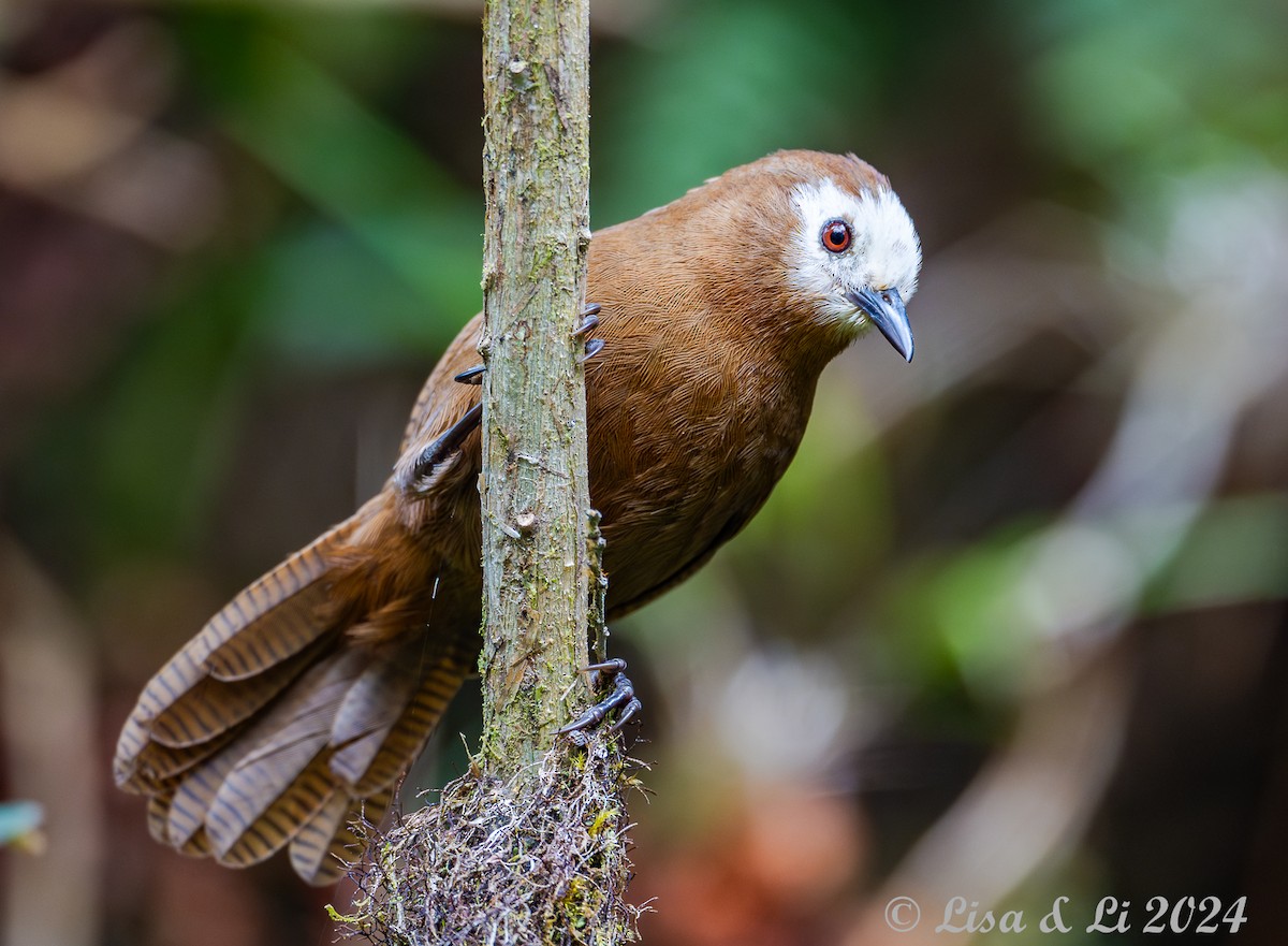 Peruvian Wren - ML623805100