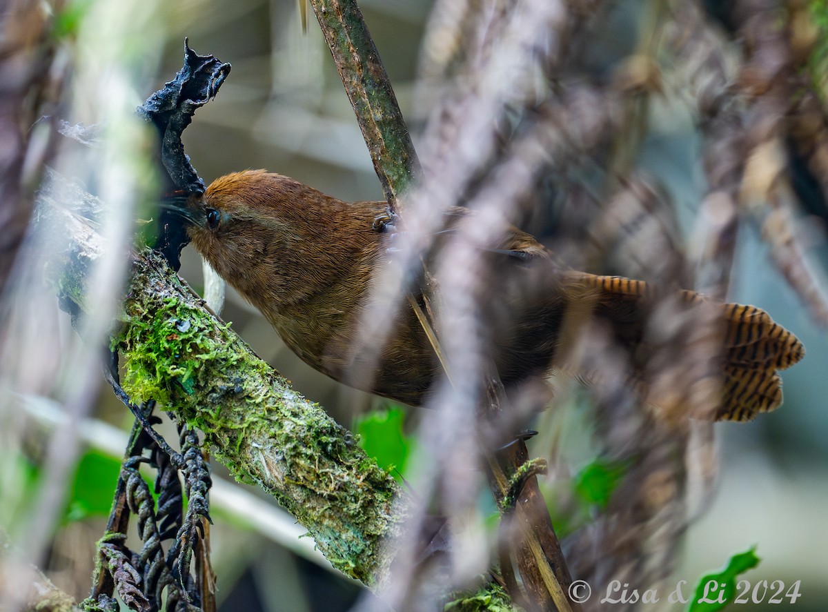 Peruvian Wren - ML623805103