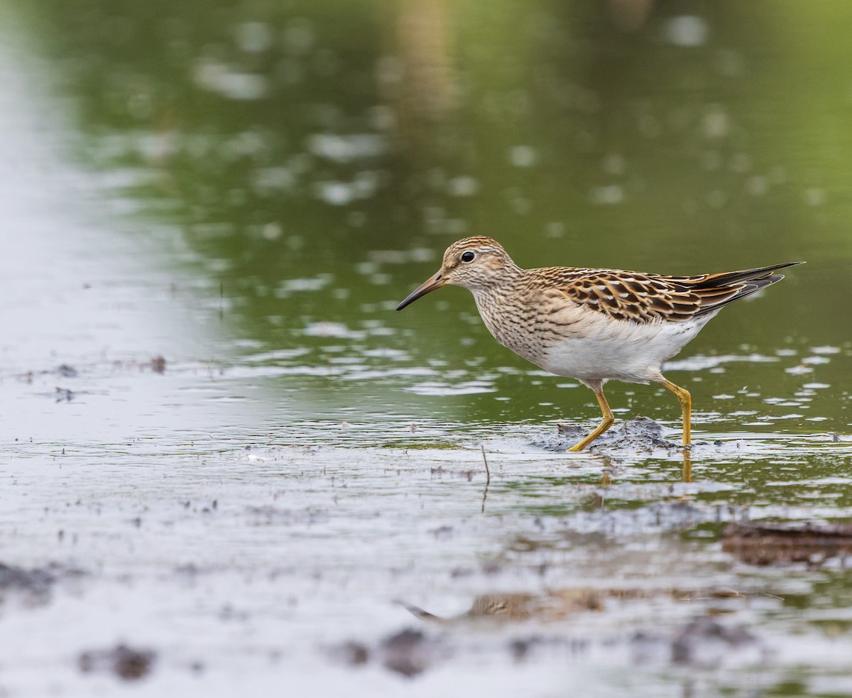 Pectoral Sandpiper - ML623805132