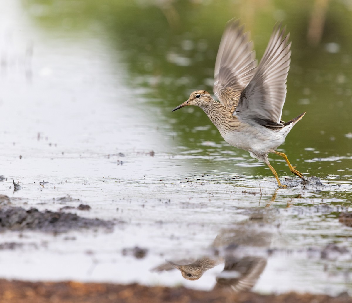 Pectoral Sandpiper - ML623805219
