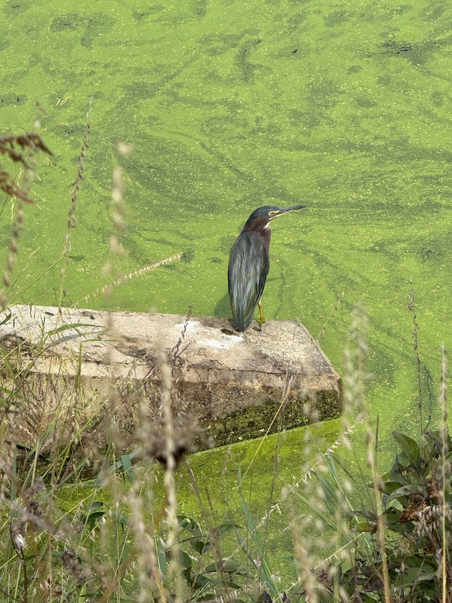 Green Heron - ML623805341