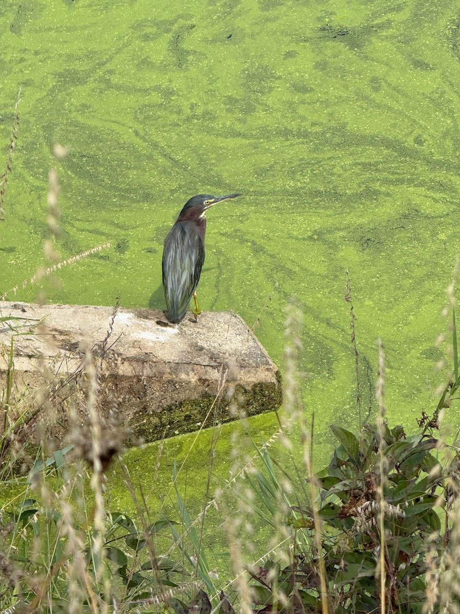 Green Heron - ML623805342