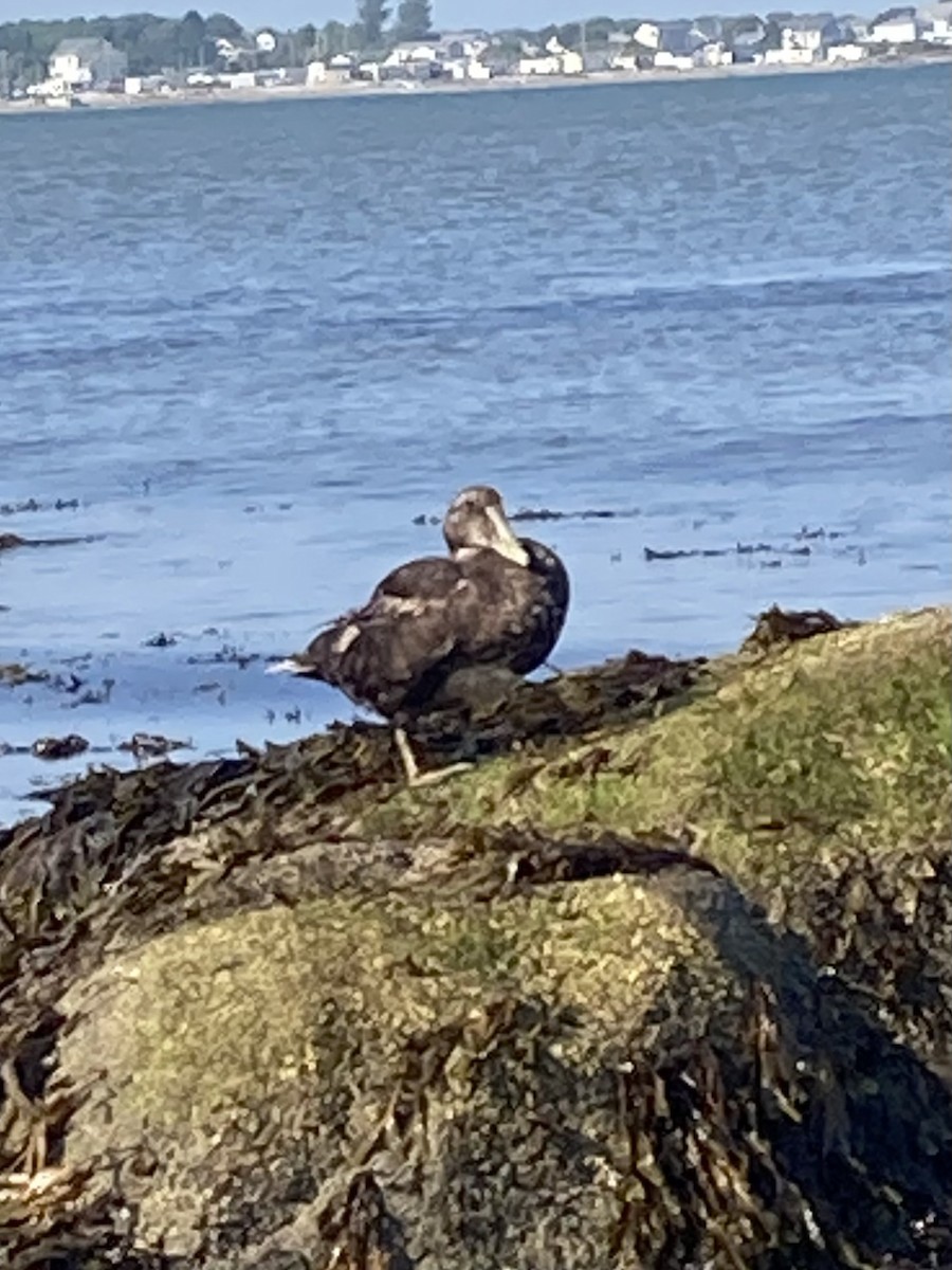 Common Eider - ML623805349